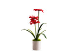 Artificial  Gerbera Daisy Combo of 3