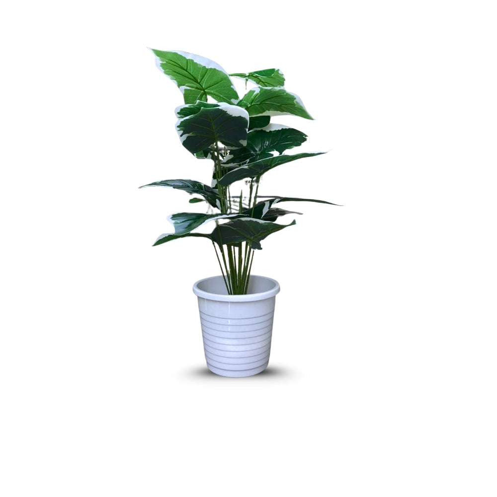 Artificial Dumb Cane Plant (P38)