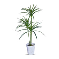 Artificial Madagascar Dragon Tree