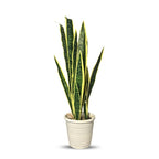 Artificial Snake Plant