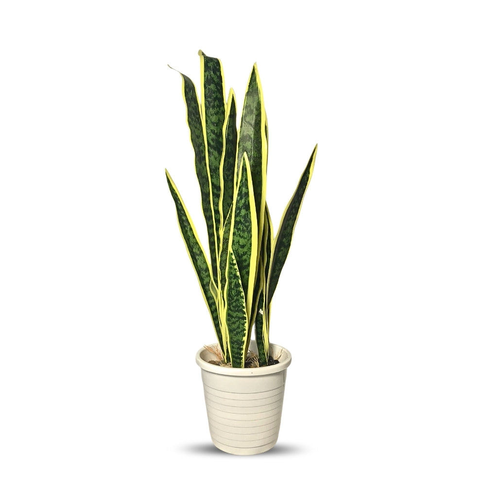 Artificial Snake Plant