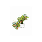 Artificial Hanging plant (Combo of 2)