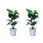 Artificial faux philodendron vine plant(combo of 2)