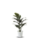 Artificial Dumb Cane Plant (P38)