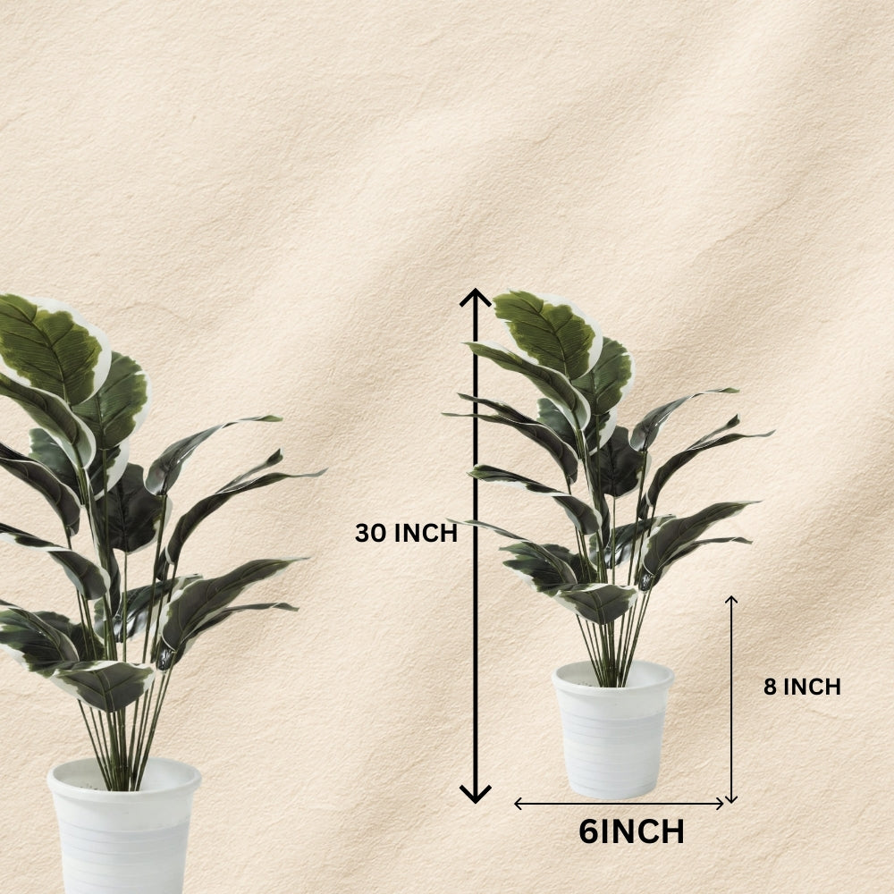 Artificial Dumb Cane Plant (P38)