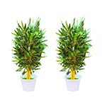 Artificial bamboo tree plant(combo of 2)