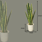 Artificial Snake Plant