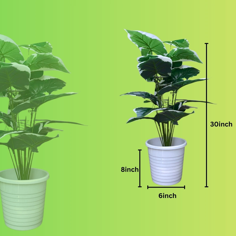 Artificial Dumb Cane Plant (P38)