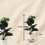 Artificial Dumb Cane Plant (P38)