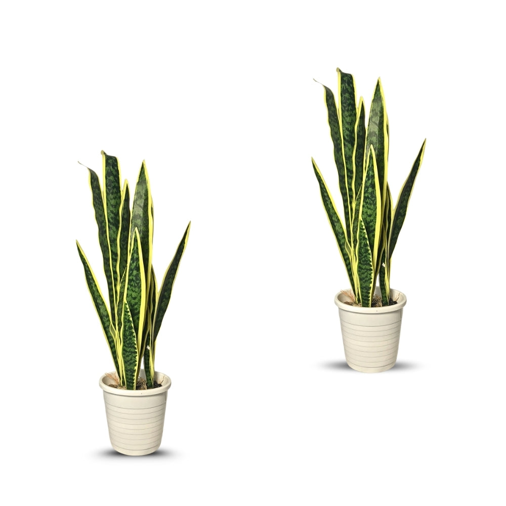 Artificial Snake Plant