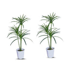 Artificial Madagascar Dragon Tree