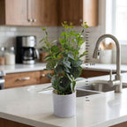 Artificial EUCALYPTUS mini pot combo of 3