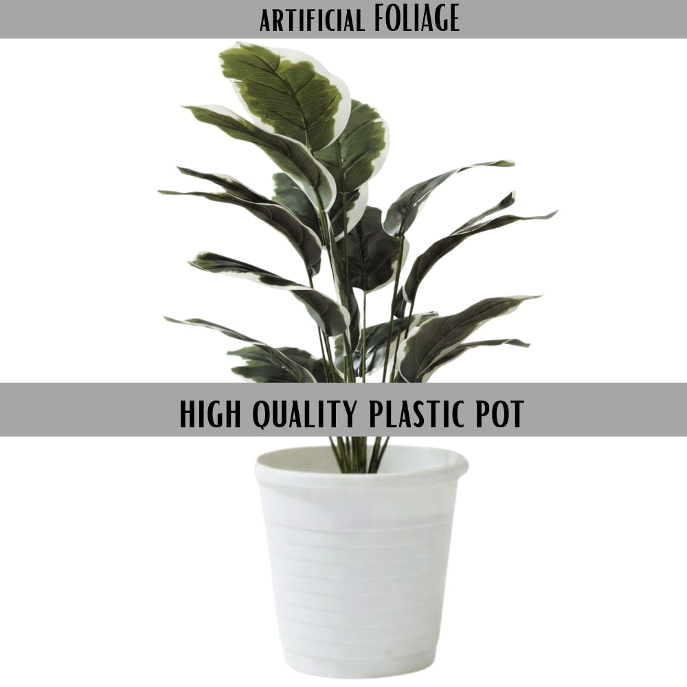 Artificial Dumb Cane Plant (P38)