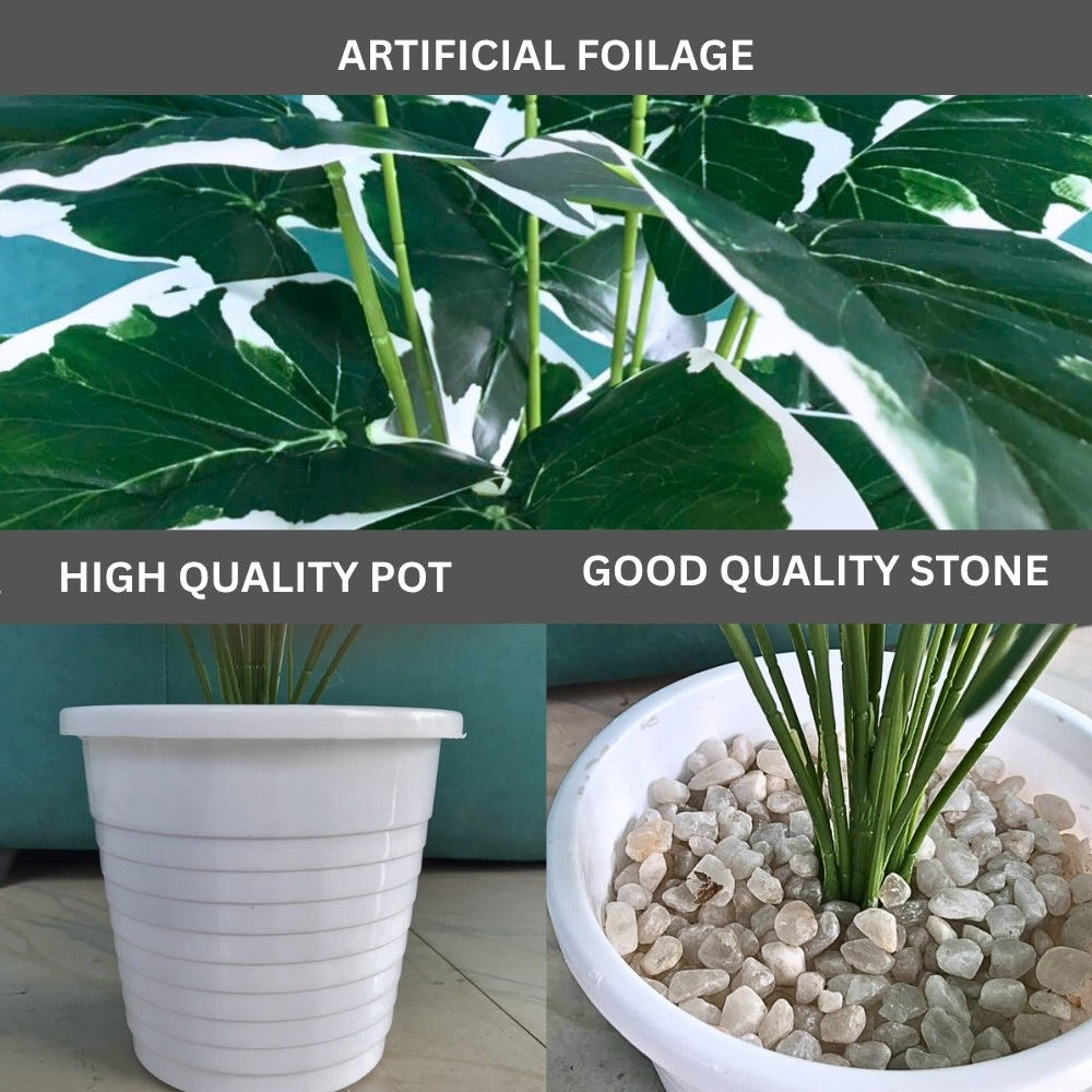 Artificial Dumb Cane Plant (P38)