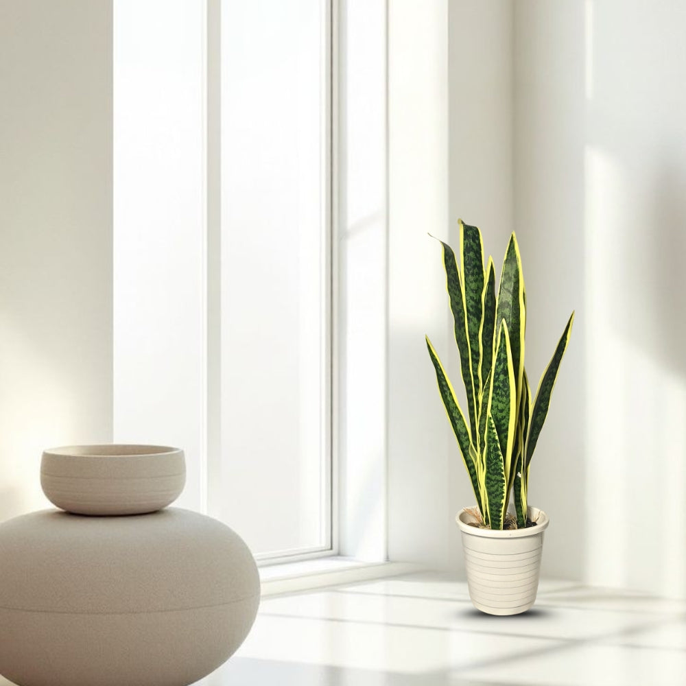 Artificial Snake Plant
