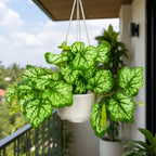 Artificial Hanging plant (Combo of 2)