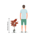 Faux Mapel Leaf Plant