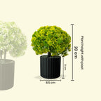 Artificial Bonsai Boxwood Buxus Multi Branch combo of 2