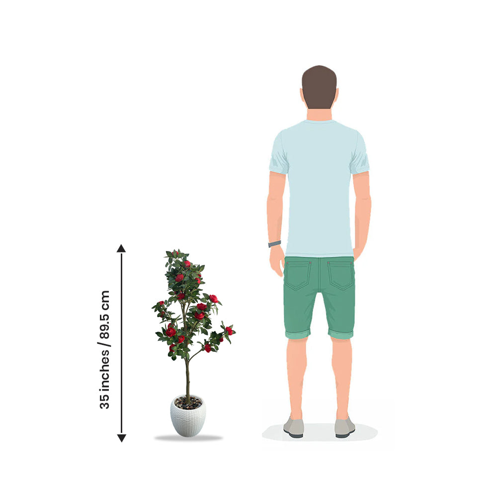 Artificial Hybrid Rose Plant