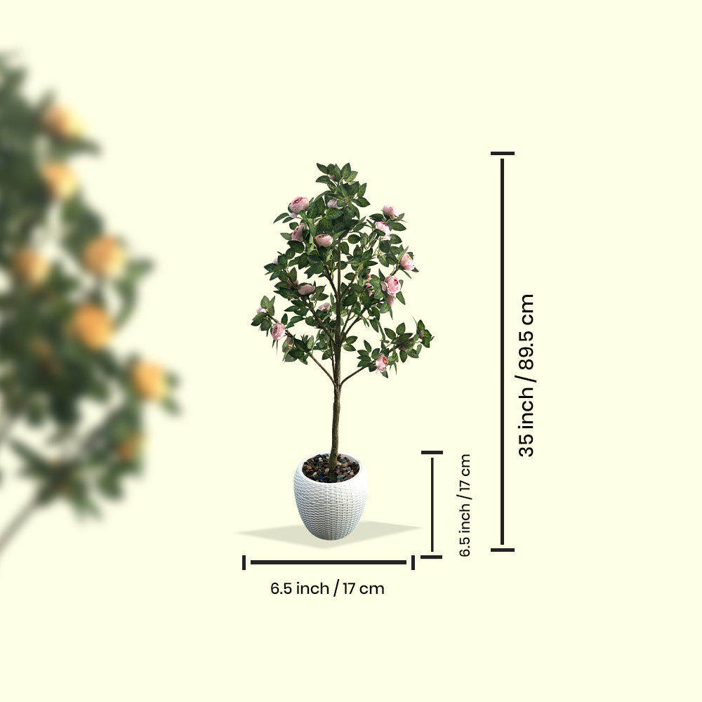 Artificial Hybrid Rose Plant
