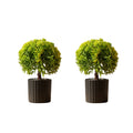 Artificial Bonsai Boxwood Buxus  Single Stem combo of 2