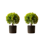 Artificial Bonsai Boxwood Buxus  Single Stem combo of 2