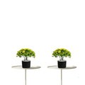 Artificial Bonsai Boxwood Buxus Multi Branch combo of 2