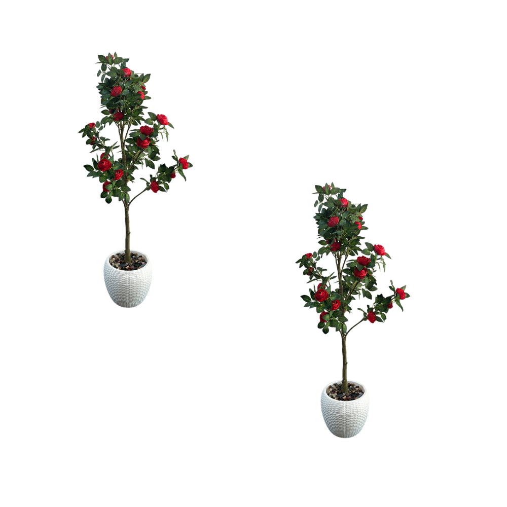 Artificial Hybrid Rose Plant