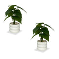 Faux Money Plant with Pot Combo of 2(P35)