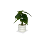 Faux Money Plant with Pot Combo of 2(P35)