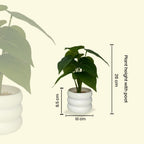 Faux Money Plant with Pot Combo of 2(P35)