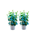 ARTIFICIAL EUCALYPTUS MINI — COMBO OF 2