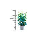 ARTIFICIAL EUCALYPTUS MINI — COMBO OF 2