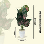 Artificial Dumb Cane Plant (P38)