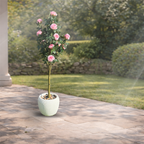 Faux Hybrid Rose Plant(P33)