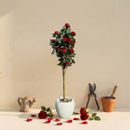 Faux Hybrid Rose Plant(P33)